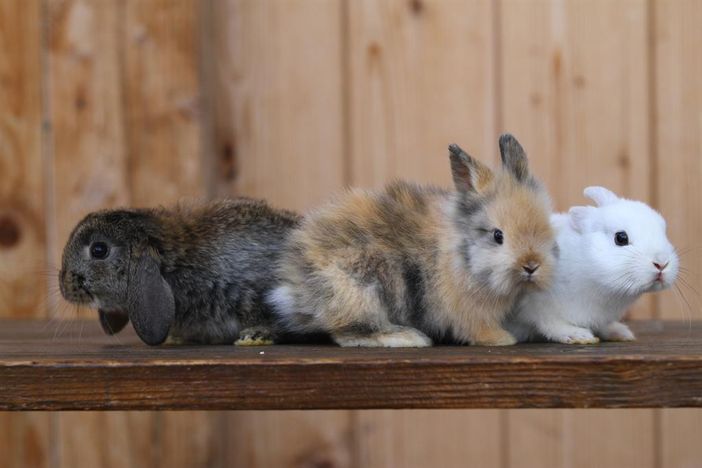 "Hasen Familie", Ferienhof Schweiger