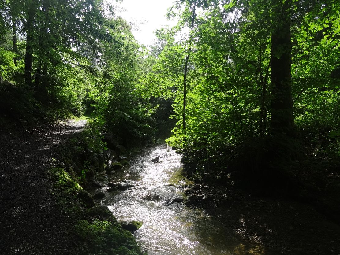 Der Pfad führt idyllisch durch den Wald