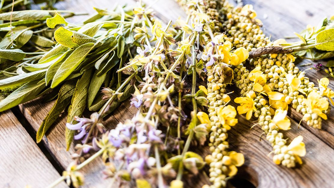 Kräuter sammeln Allgäu