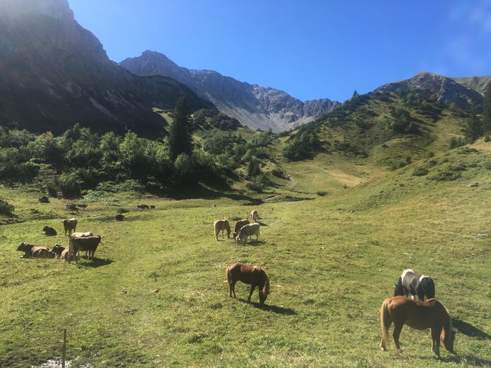 AUF DER ALPE