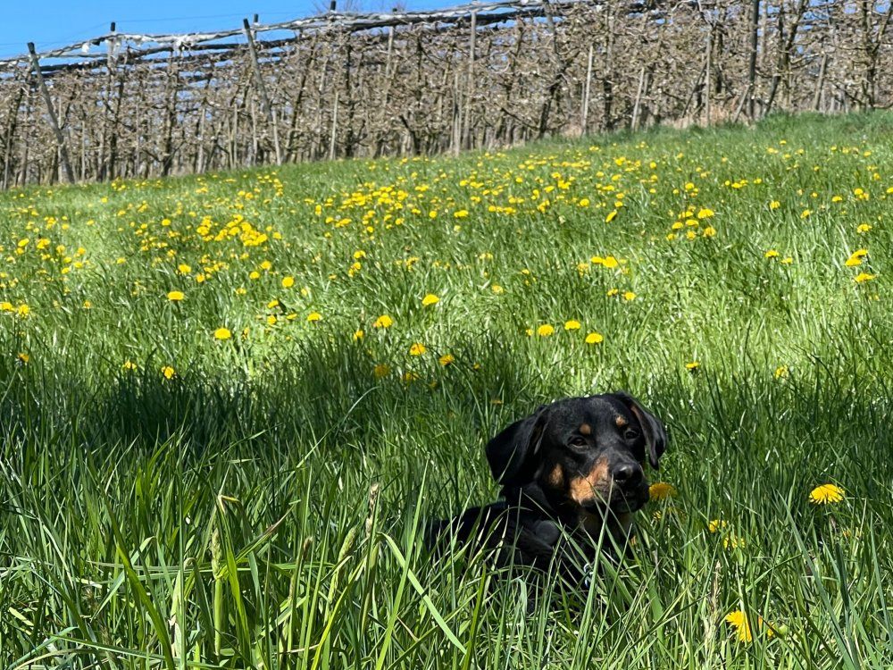 Unser lieber Hofhund Luke