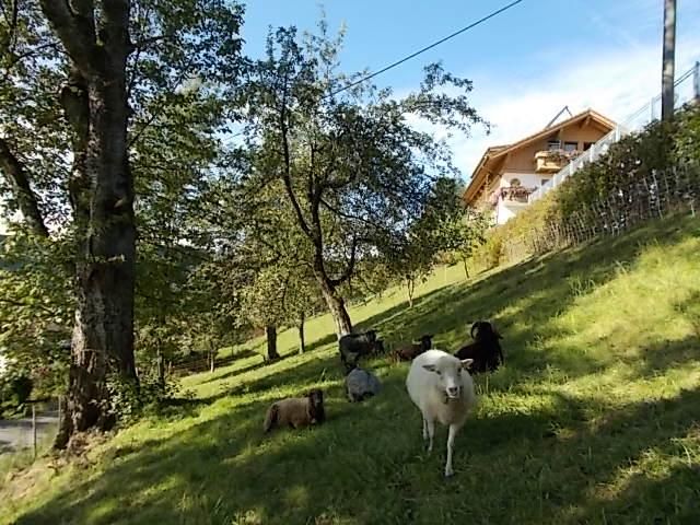 Tiere ums  Haus