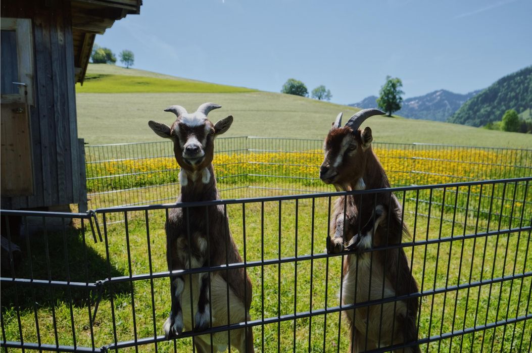 Ziegen