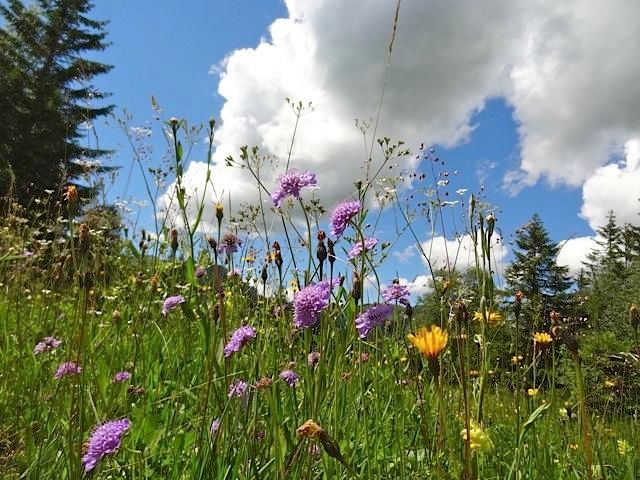 AllgBlumenwiese