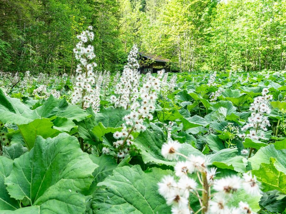 Pestwurz entlang der Vils