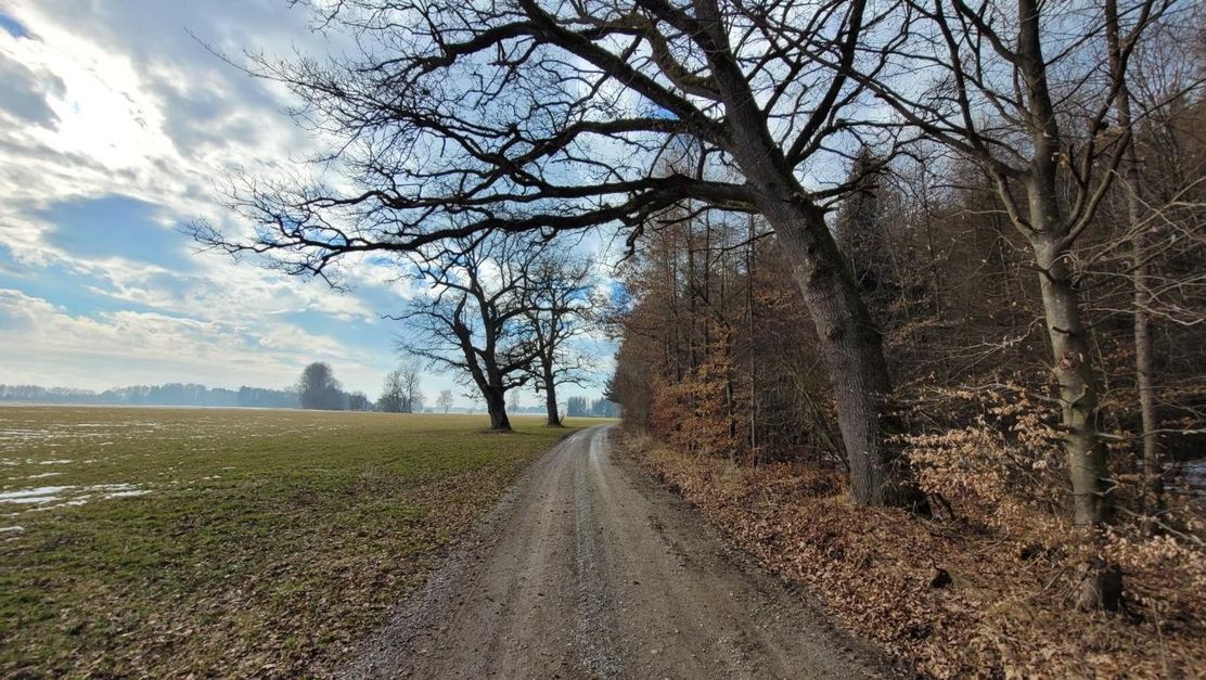 Stadtwaldrunde in Buchloe