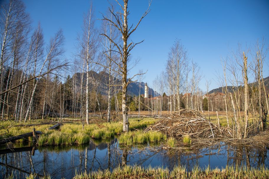 Der Moorpfad in Pfronten