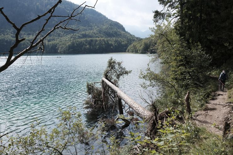 Blick über den Alpsee