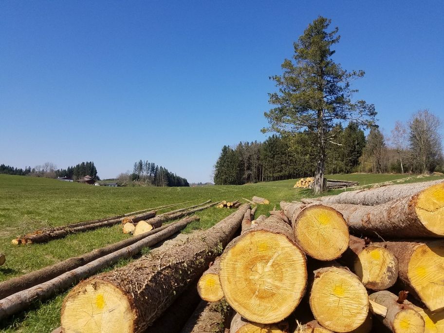 Frisches Holz - wie gut das duftet