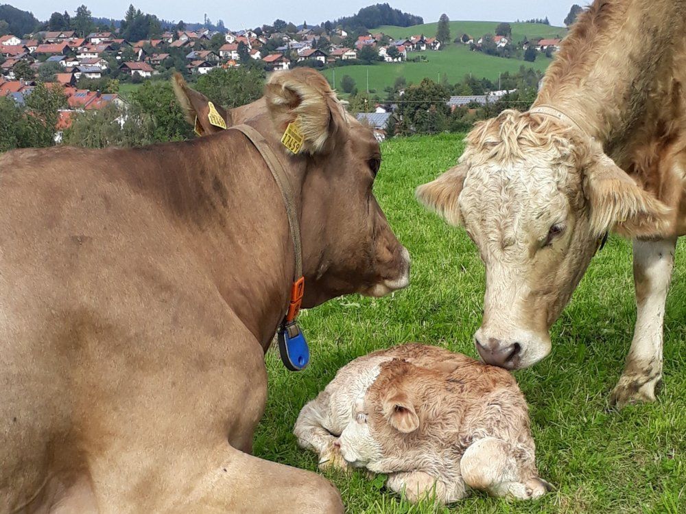 Nachwuchs auf der Weide
