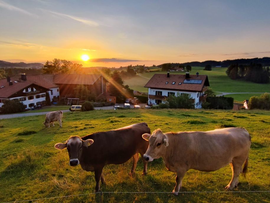 Ferienhof Hefele Sonnenuntergang mit Kühen