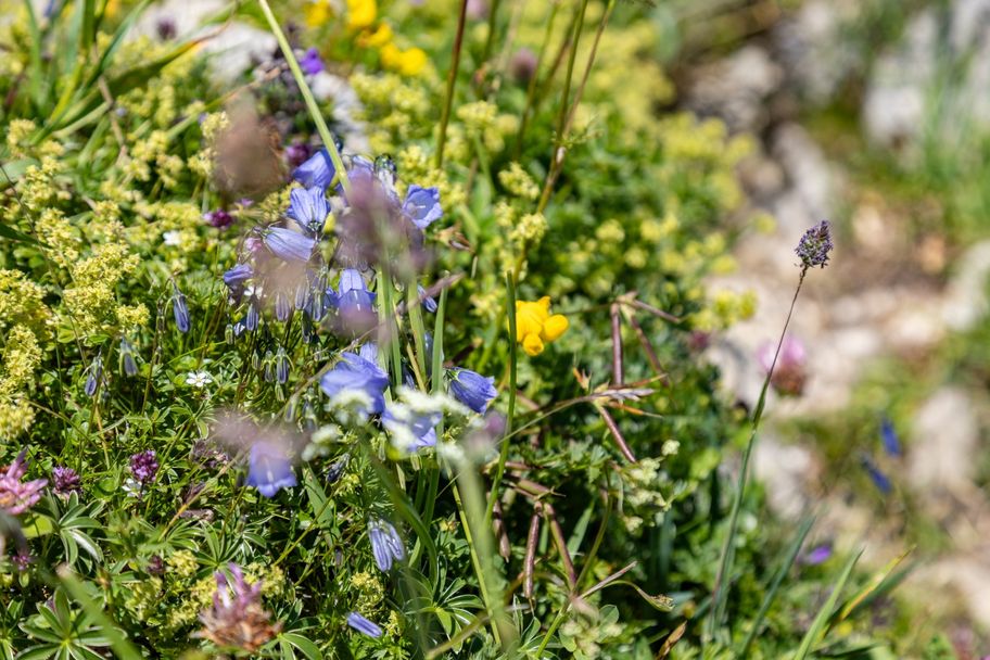 Blumen am Wegesrand