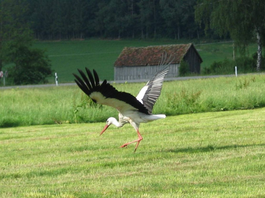 Storch9792@UAA