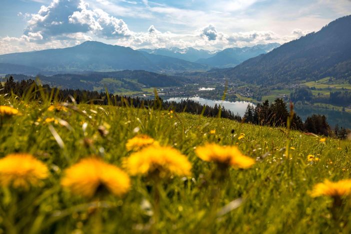 Löwenzahnblüte