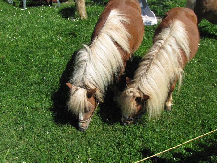 Unsere Ponys