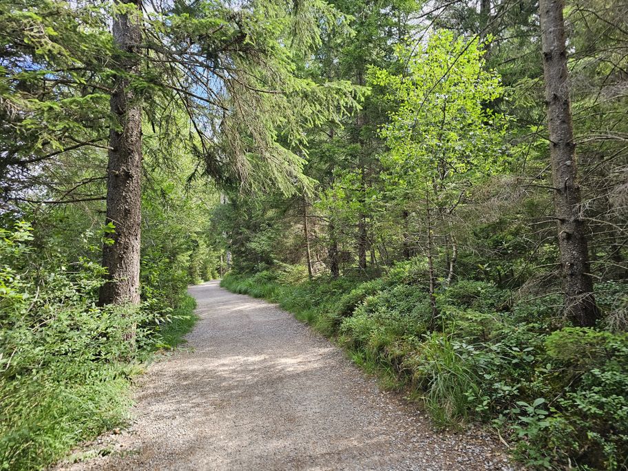 Waldstück am südlichen Hopfensee-Rundweg