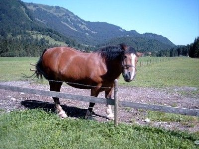 pferd2
