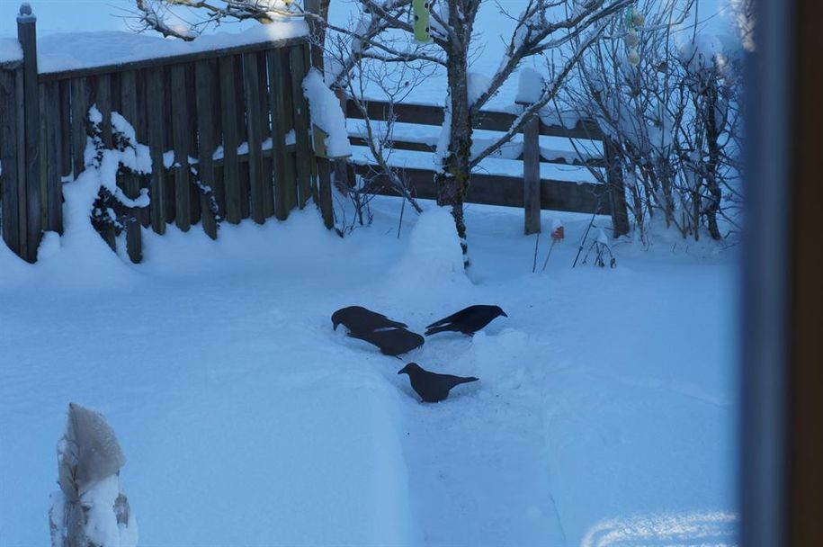 Vogelfütterung 2