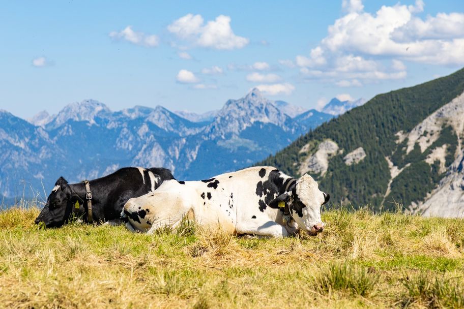 Kühe auf der Hochalpe am Breitenberg