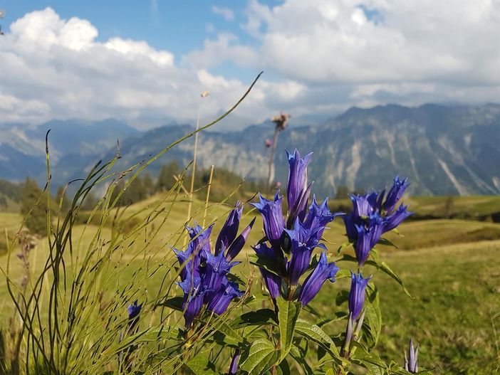 Enzian am Fellhorn