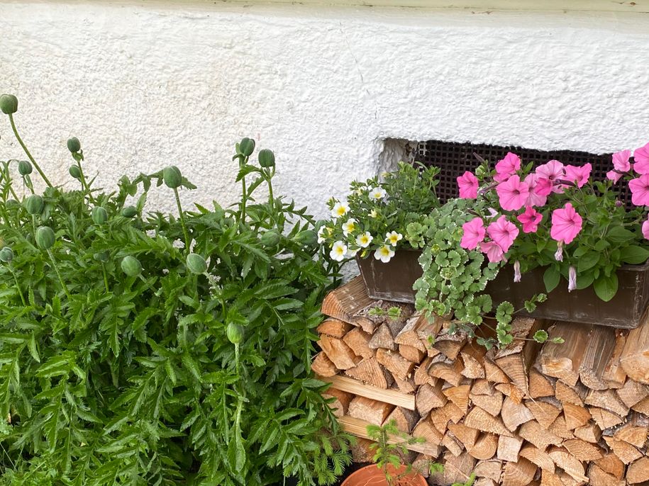 Blumen
