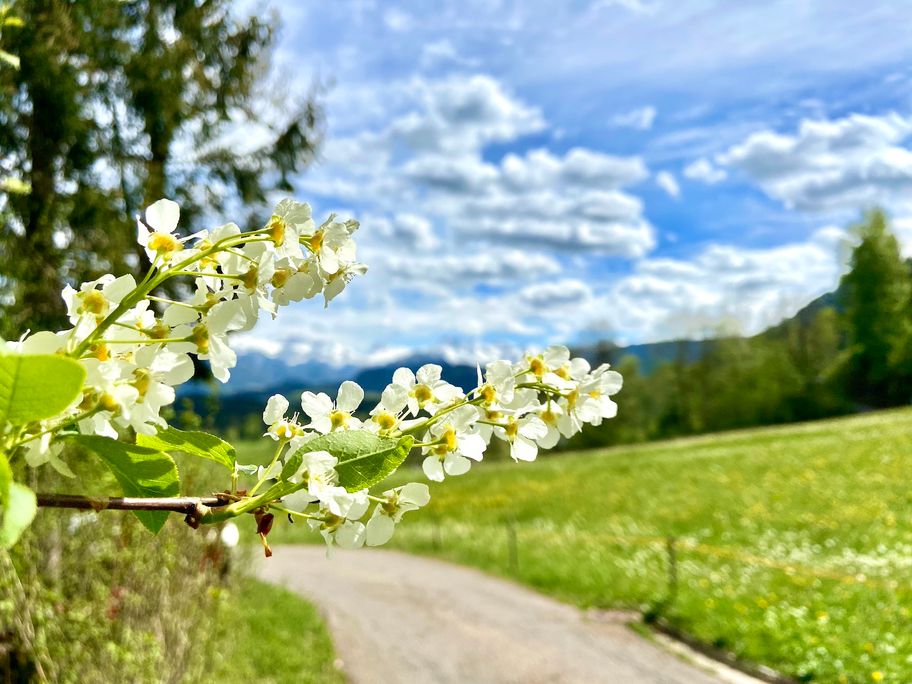 Frühlingsblüte am Hochwiesweg