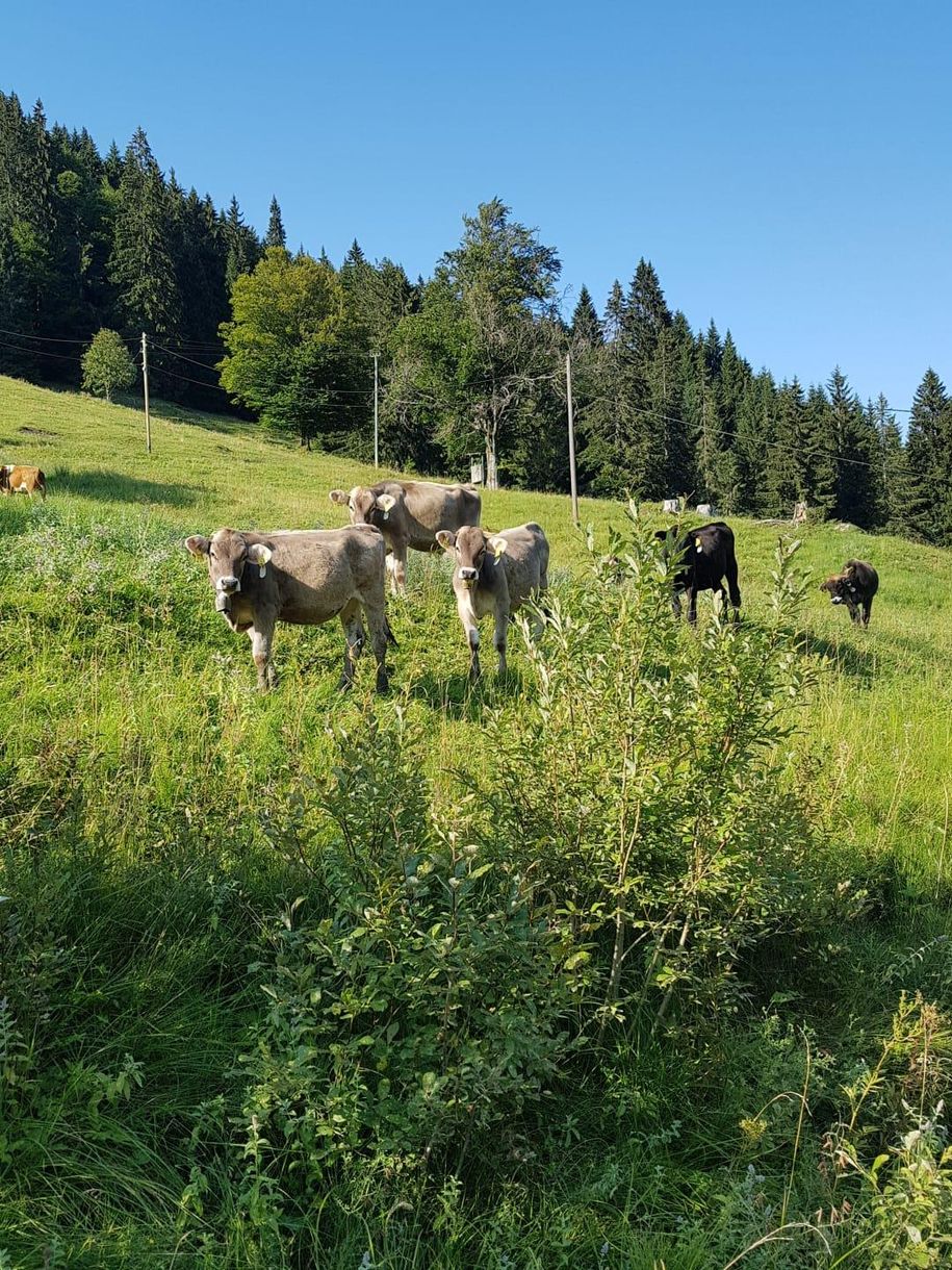 IMG-20180817-WA0001