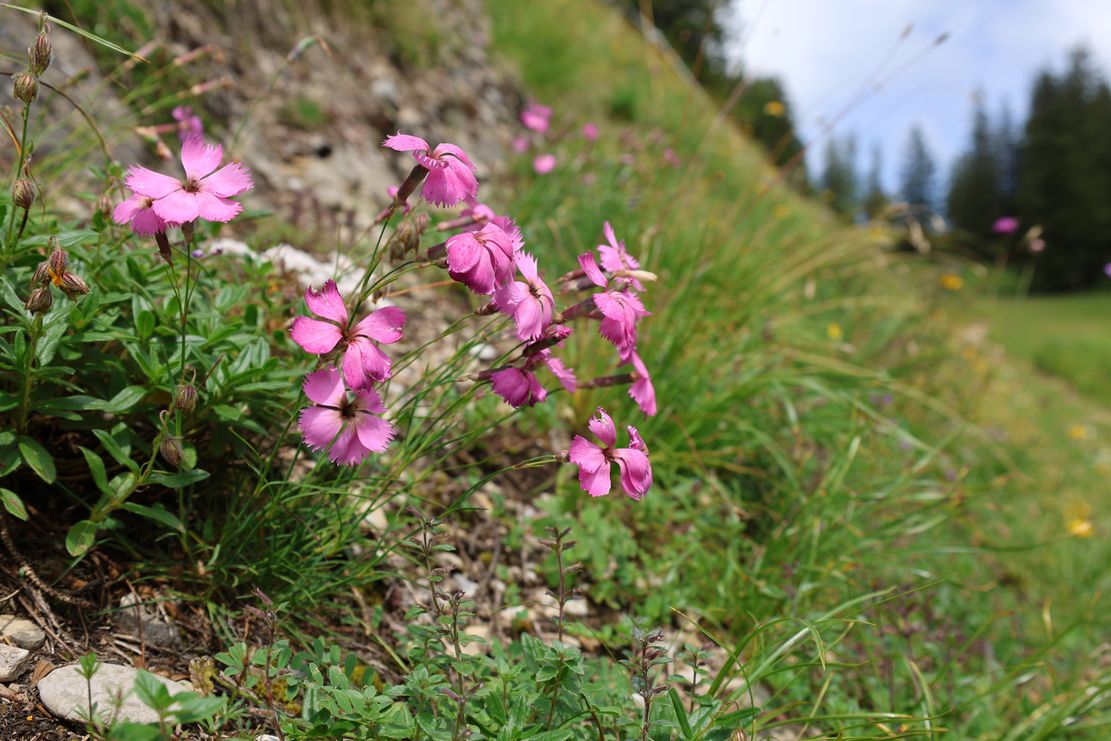 Highlights am Hochgrat_Therea Hilber_klein
