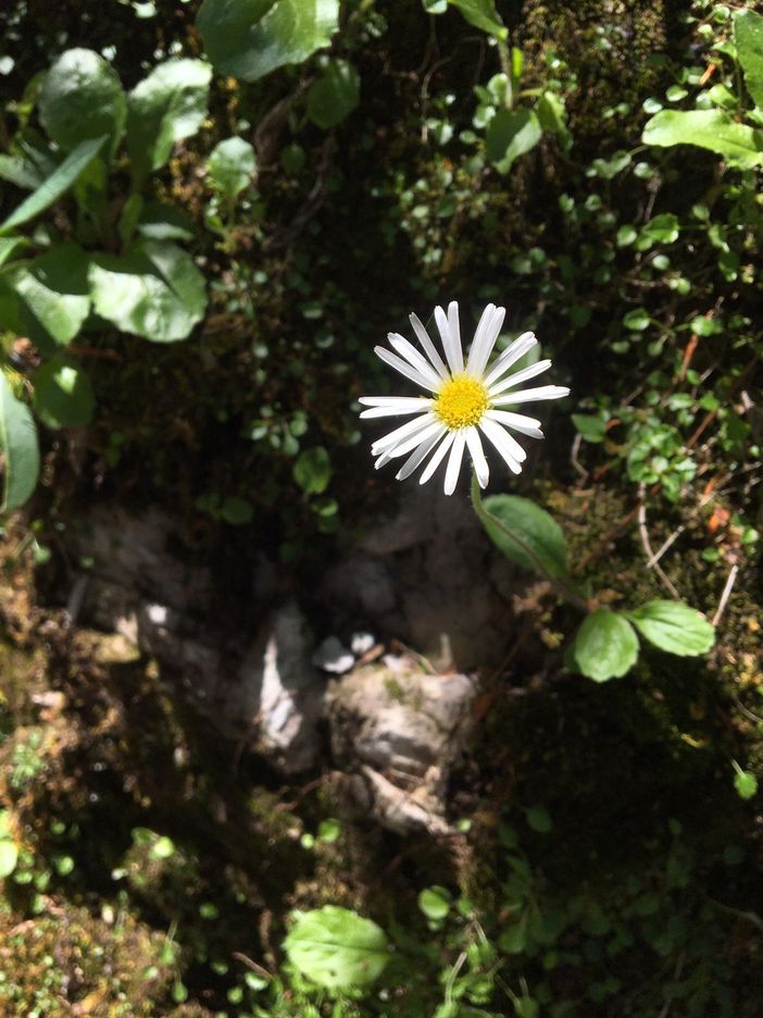 Blume in der Breitachklamm bei Oberstdorf.