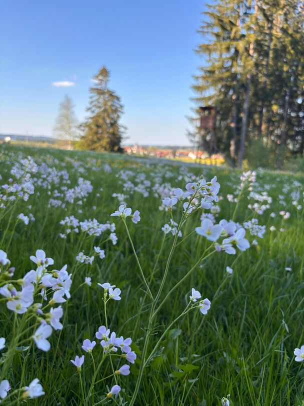 Panoramaweg
