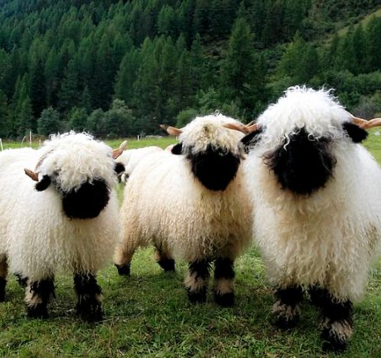 Unsere Walliser Schwarznasenschafe