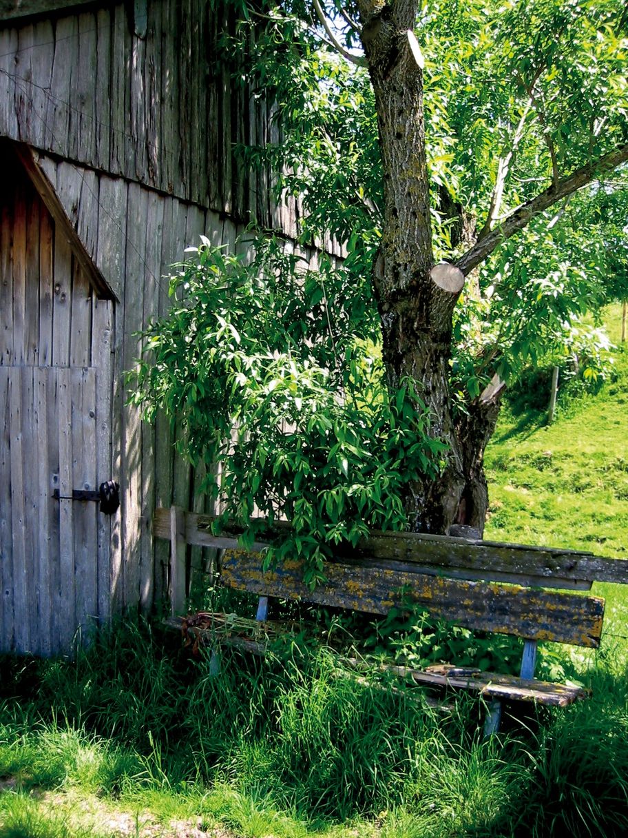 Grün wohin man schaut.