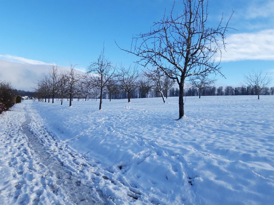 Winterlandschaft (1)