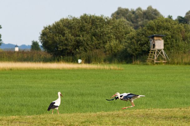 Stoerche_auf_der_Suche_nach_Nahrung