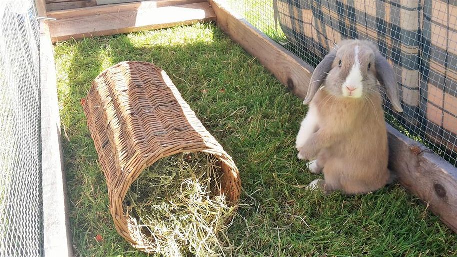 Kaninchen Willi