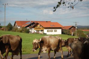 Weidegang unserer Kühe