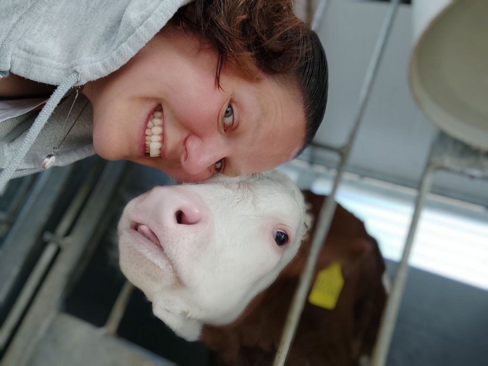 Mit den Kälbchen spielen