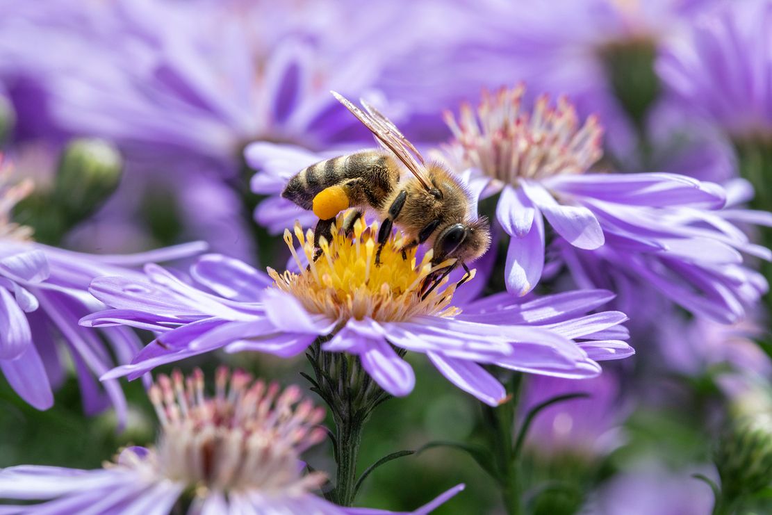 Fleißige_Bienen_Fotografin_Tanja_Kutter
