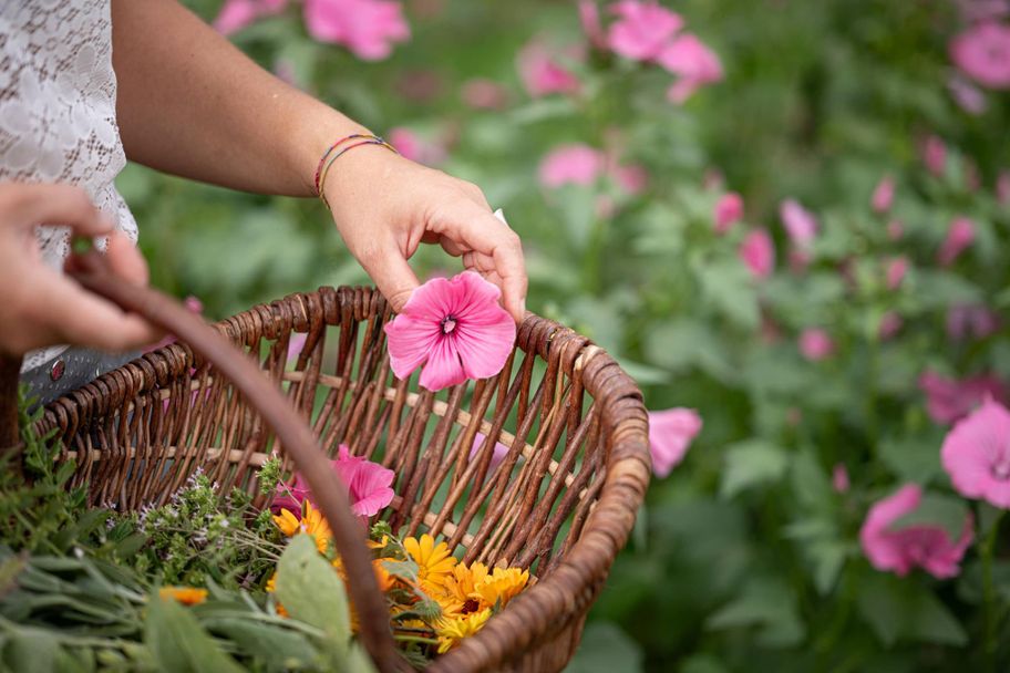 Kräuter sammeln für den Hofladen