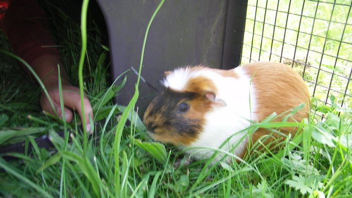 meerschweinchen