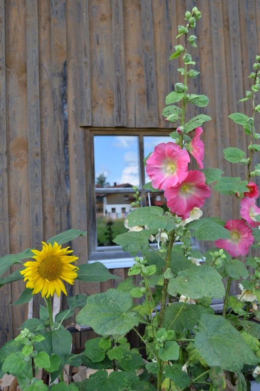 Blumen sind das lächeln der Erde.