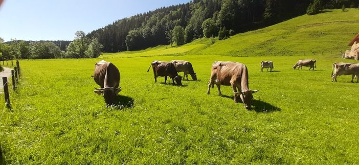 glückliche Kühe vor dem haus