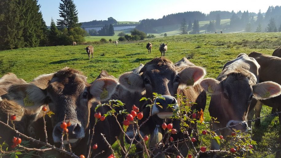 Allgäuer Jungvieh auf der Weide