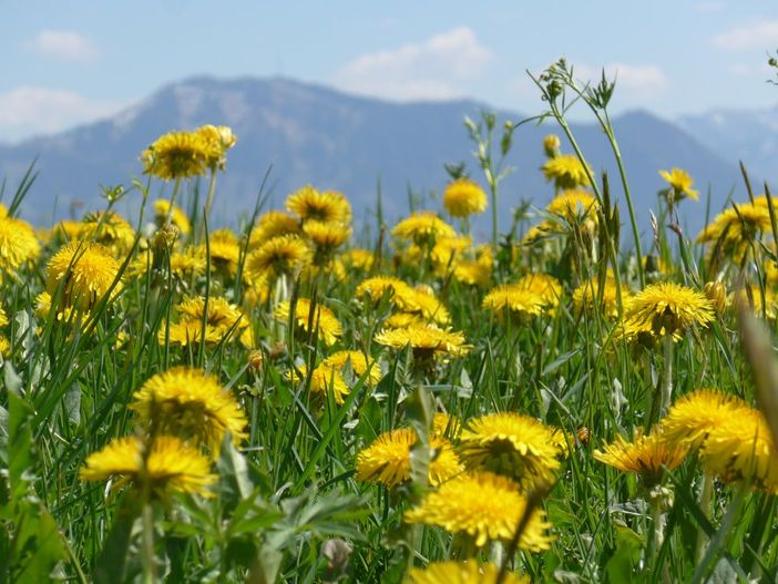 Löwenzahnblüte