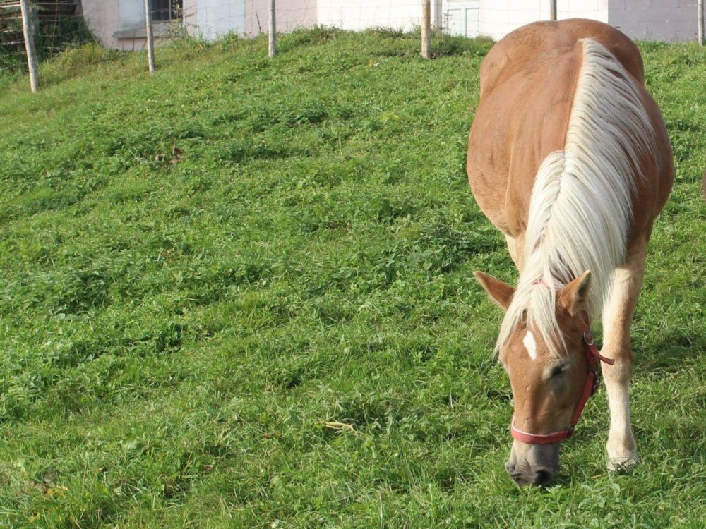 Unser Haflinger Desina