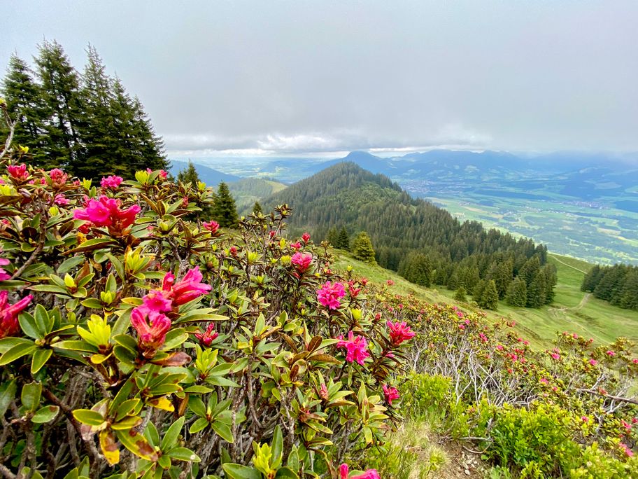 Alpenrosenblüte am Rangiswanger Horn