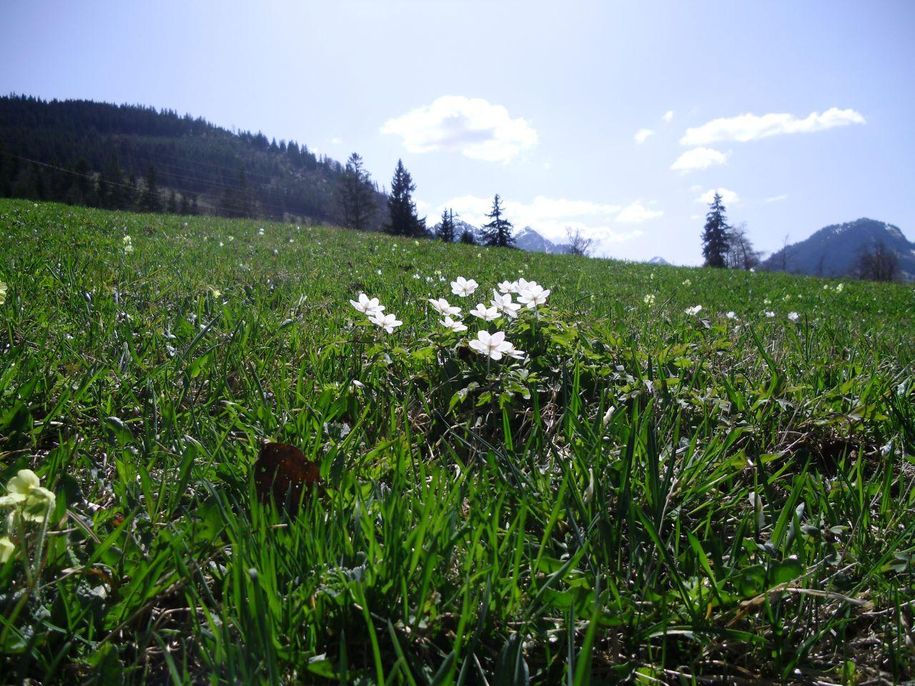 Frühjahrserwachen