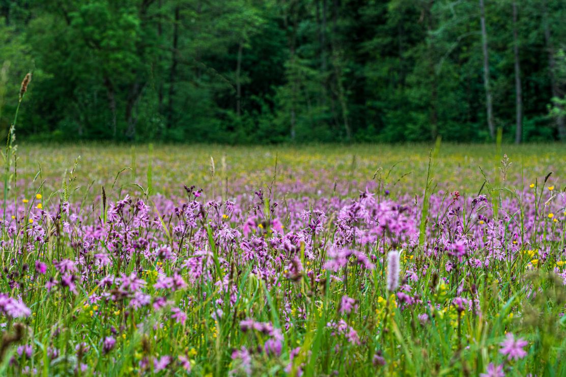 08052024-Oekoregelung-5-Manfred-Guertler