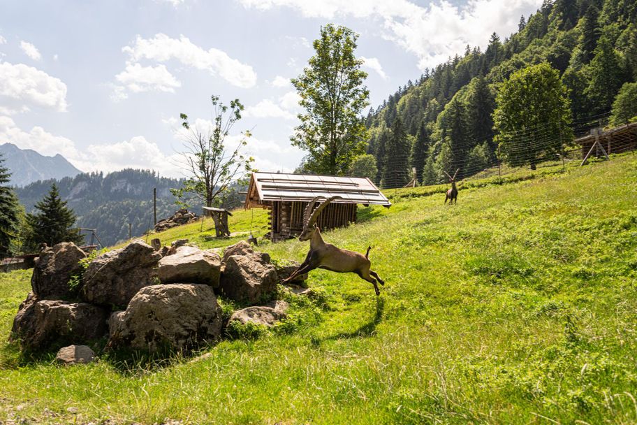 Alpenwildpark - Obermaiselstein im Allgäu