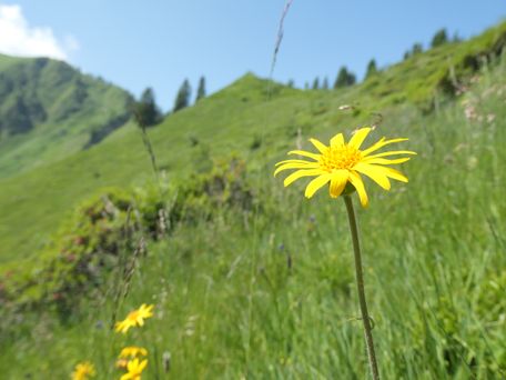 Landschaftspflegeverband Oberallgäu-Kempten e. V.